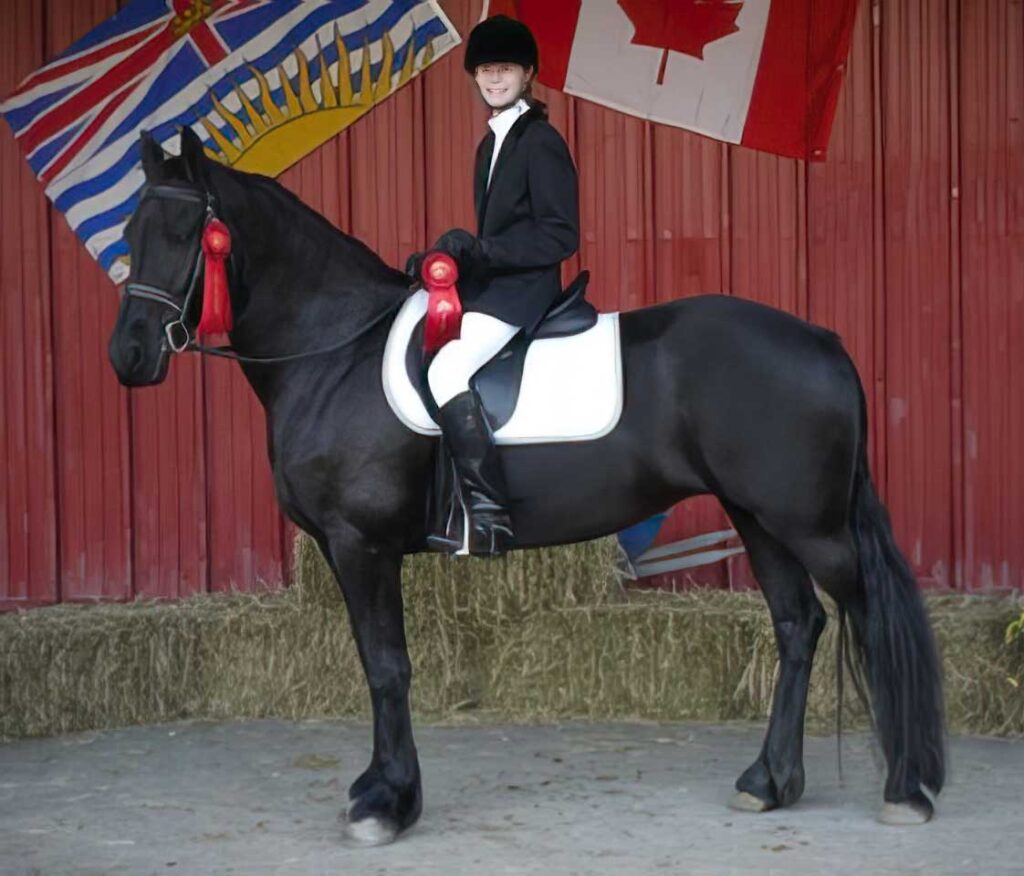 friesian-horse-competition-ribbon-awards-program